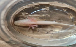 Axolotl reptiles for sale: Axolotls - Leucistics & Albinos - Image 3