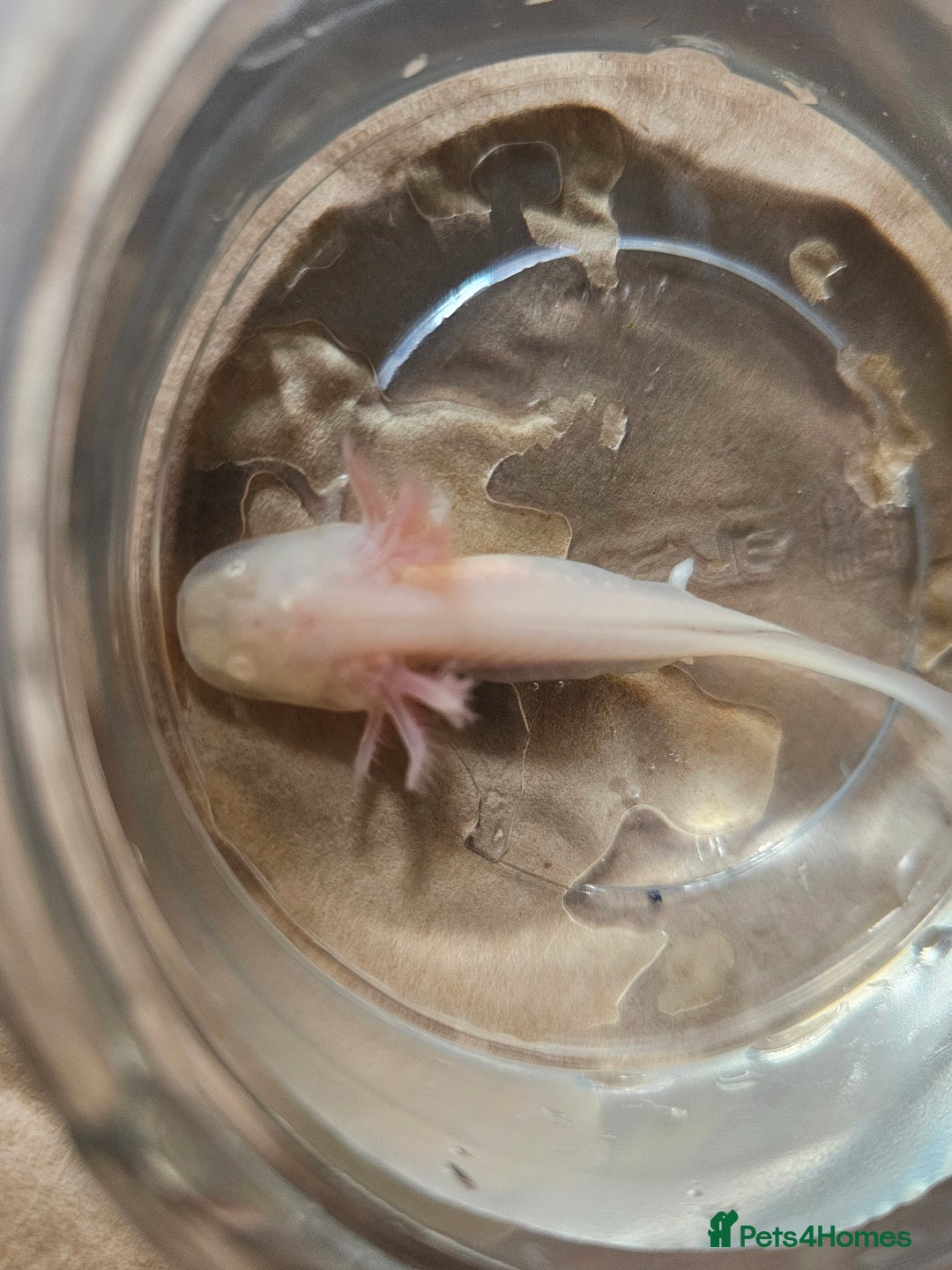 Axolotl reptiles for sale: Axolotls - Leucistics & Albinos - Image 3
