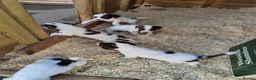 English Springer Spaniel dogs for sale: Beautiful litter of English Springer spaniels - Advert 4