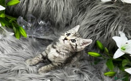 Egyptian Mau cats for sale: Exceptional Egyptian Mau & Bengal Kittens TICAreg - Image 2
