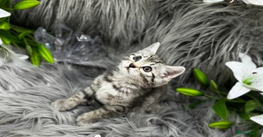 Egyptian Mau cats - Advert 14