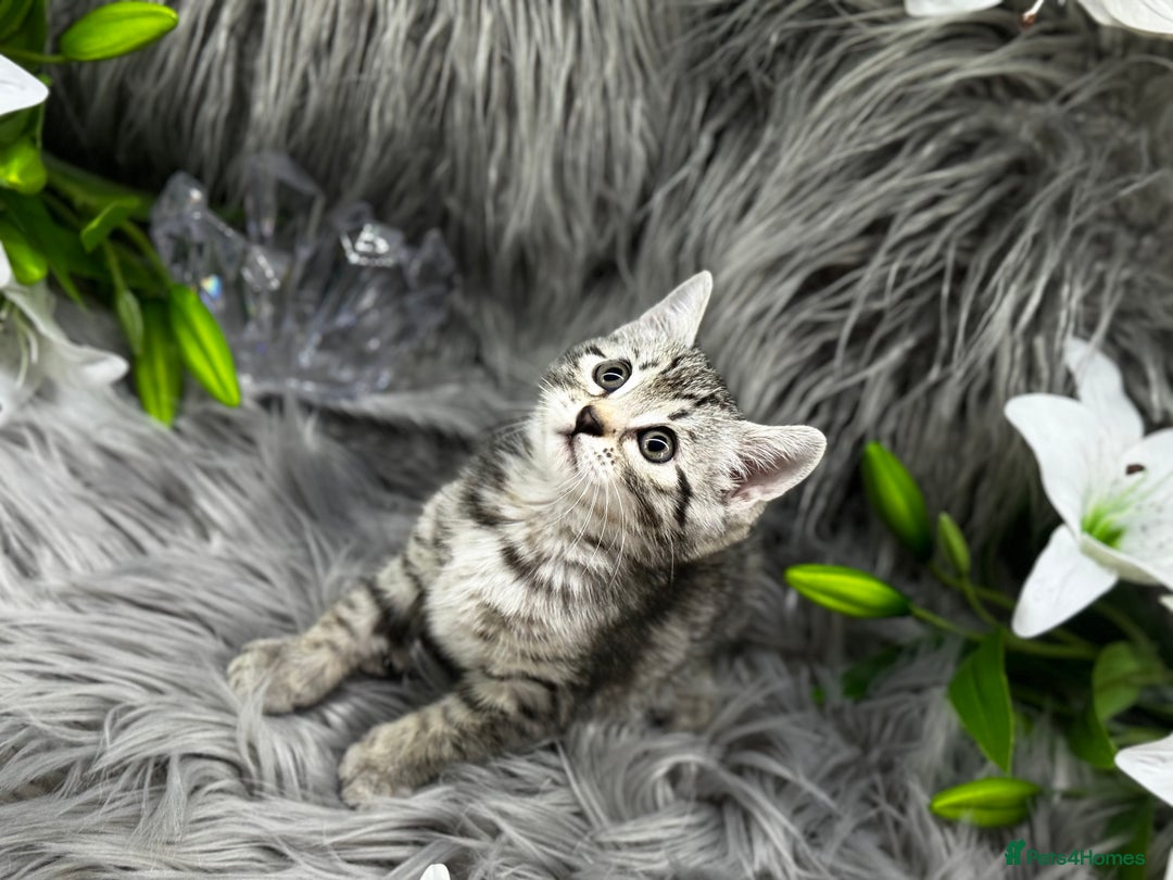 Egyptian Mau cats for sale: Exceptional Egyptian Mau & Bengal Kittens TICAreg - Image 2