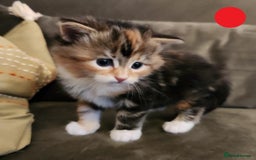 Mixed Breed cats for sale: Maine Coon/Norwegian Forest/British Shorthair X - Advert 8