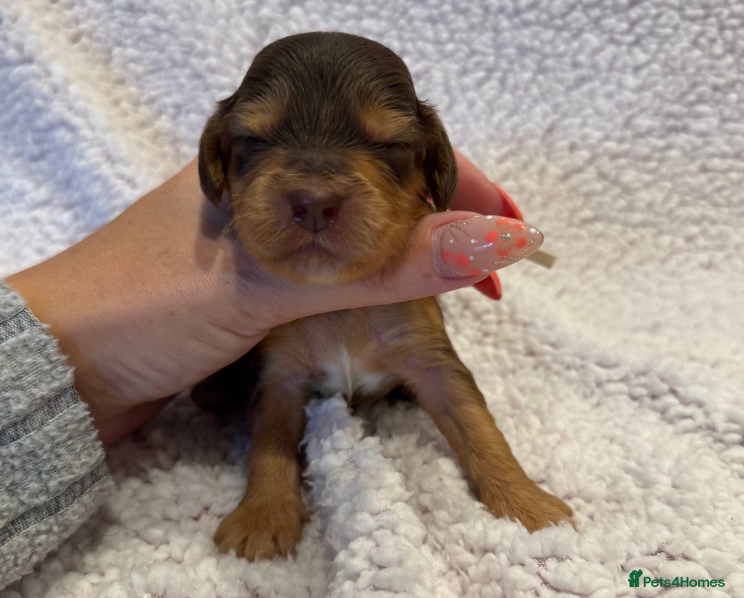 Cockapoo dogs for sale: F1 health clear stunning cockapoos - Image 10
