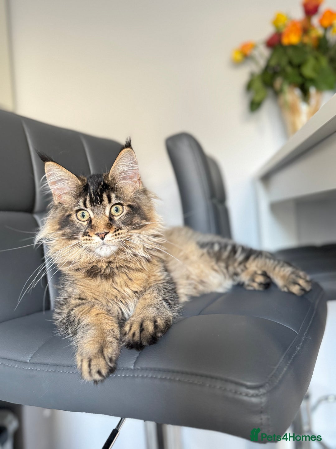 Maine Coon cats for sale: Perfect Maine Coons - Advert 2