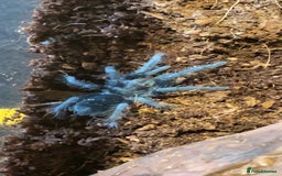 Tarantulas invertebrates for sale: Dominican Purple (please read the description) - Image 2