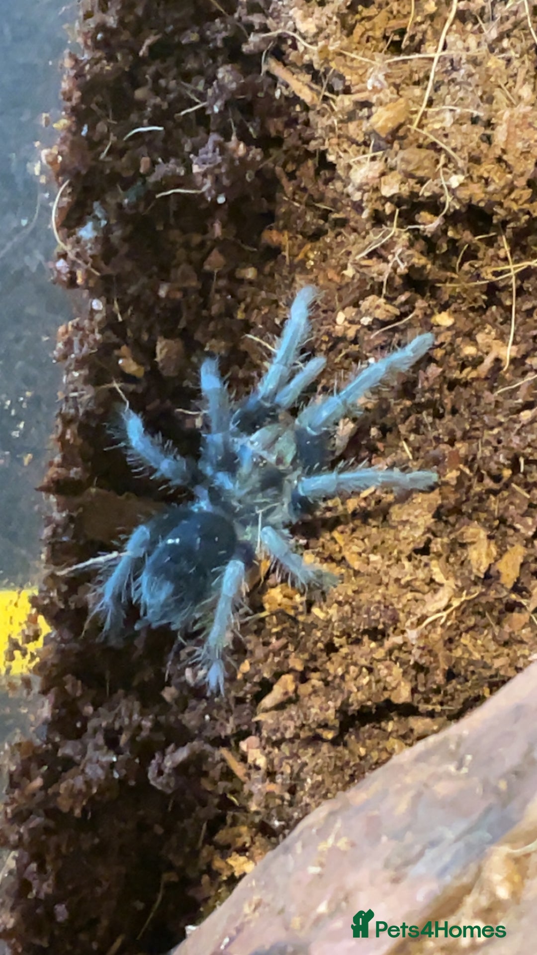 Tarantulas invertebrates for sale: Dominican Purple (please read the description) - Image 2