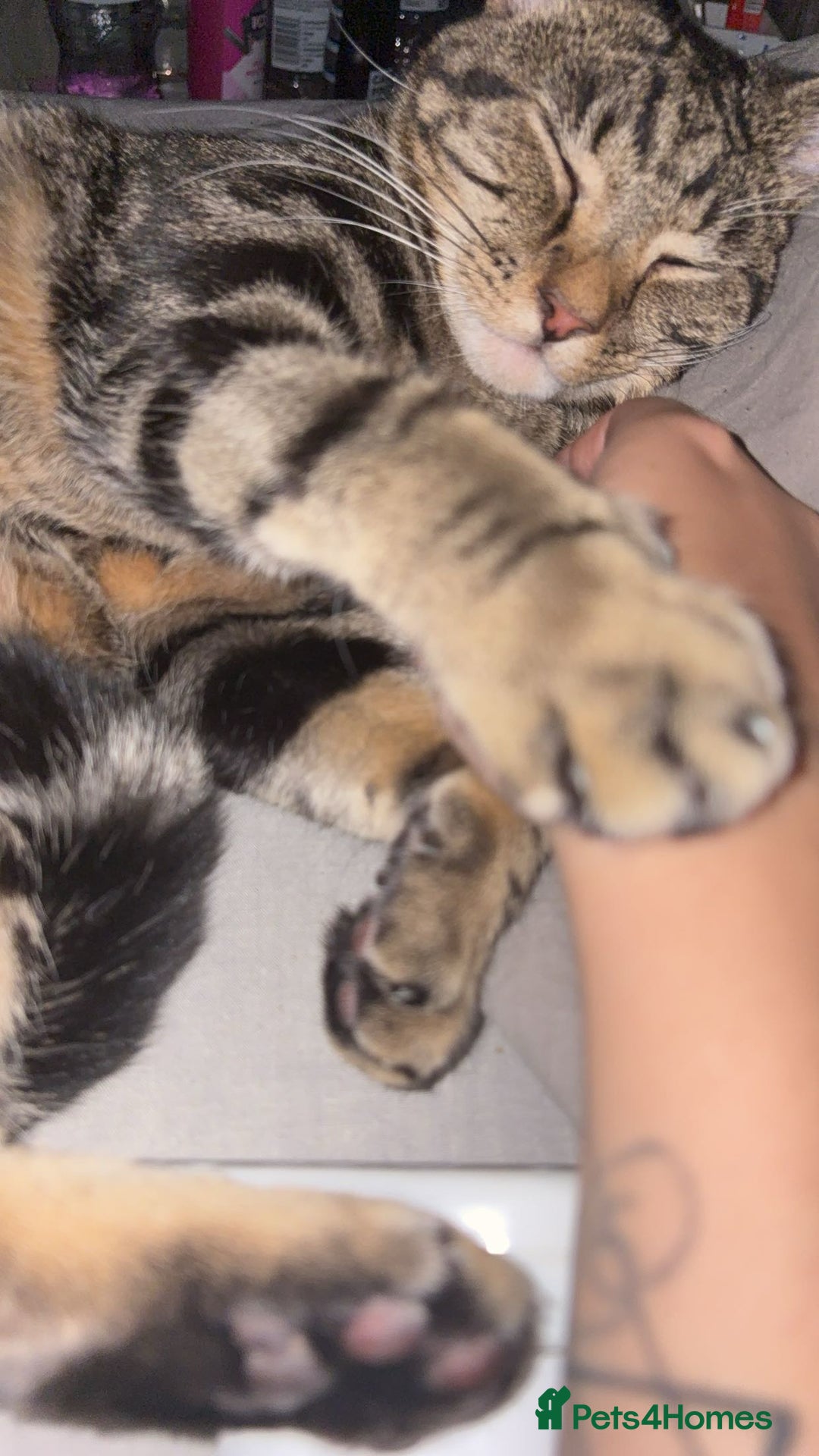 British Shorthair cats for sale: Both together  - Image 5