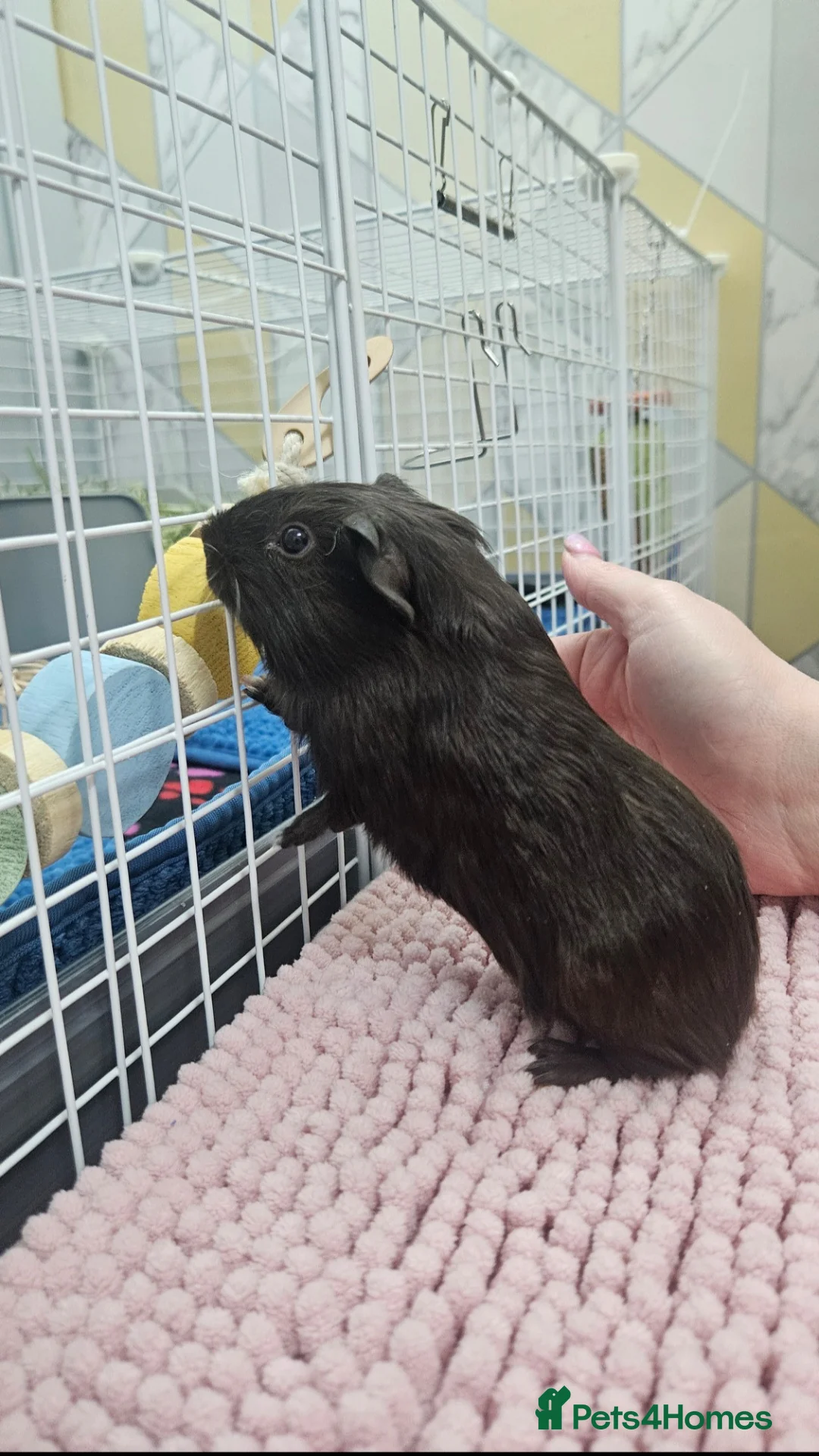 Guinea Pig rodents for sale: Baby boars  in Gloucester - Advert 10