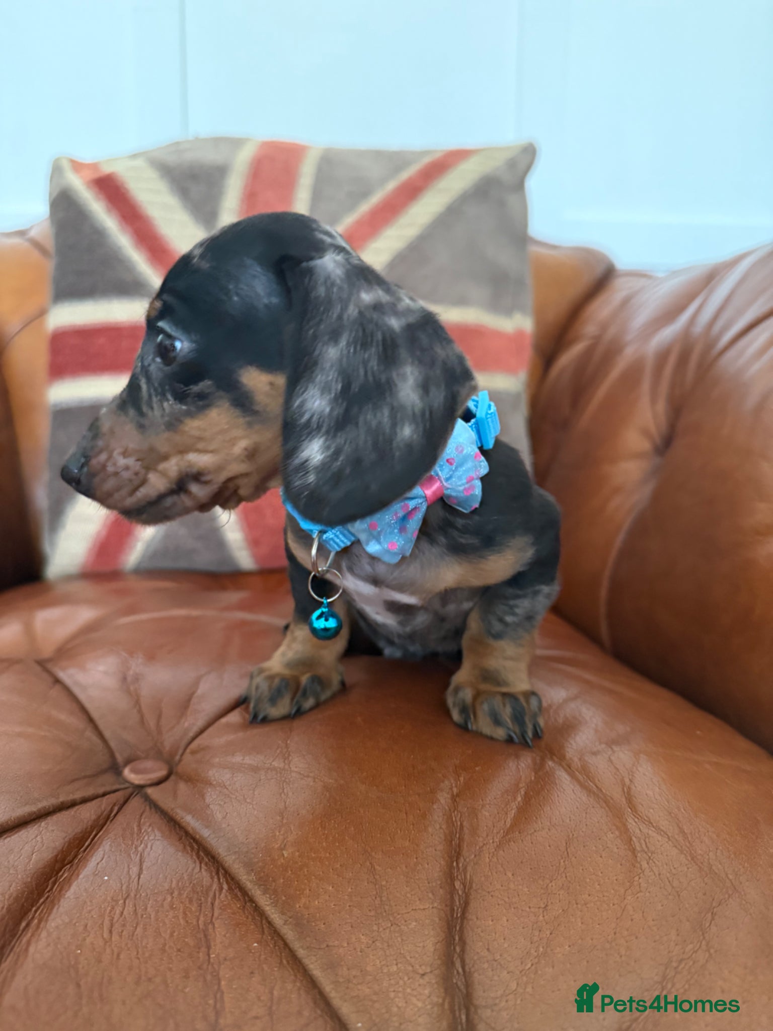 Miniature Dachshund dogs Beautiful Litter Of Miniature Dachshund Pups - Advert 2