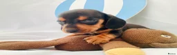Miniature Dachshund dogs for sale: PRA Clear miniature dachshund puppies  - Advert 11