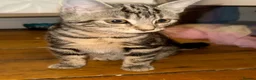 Mixed Breed cats for sale: Beautiful Tabby kitten  - Advert 3