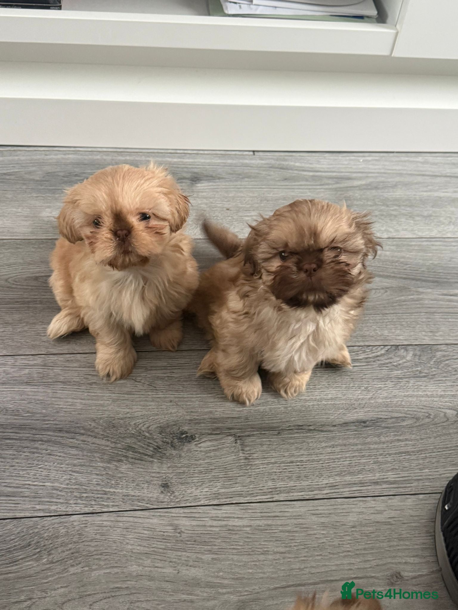 Shih Tzu dogs Imperial shih Tzu ready for new homes  - Advert 5
