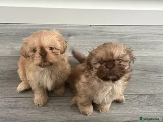 Shih Tzu dogs Imperial shih Tzu ready for new homes - Advert 5