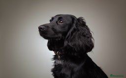 Cockapoo dogs for stud: F1B Cockapoo (looks like spaniel father) for stud - Image 4