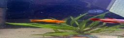 Platies fish for sale: Platy fish for sale in Middlesbrough - Advert 8