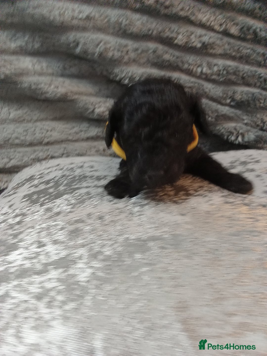 Jackapoo dogs for sale: Beautiful Jackapoos puppies - Advert 19