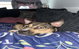 Mixed Breed dogs for sale: Rehome Coco - Image 1