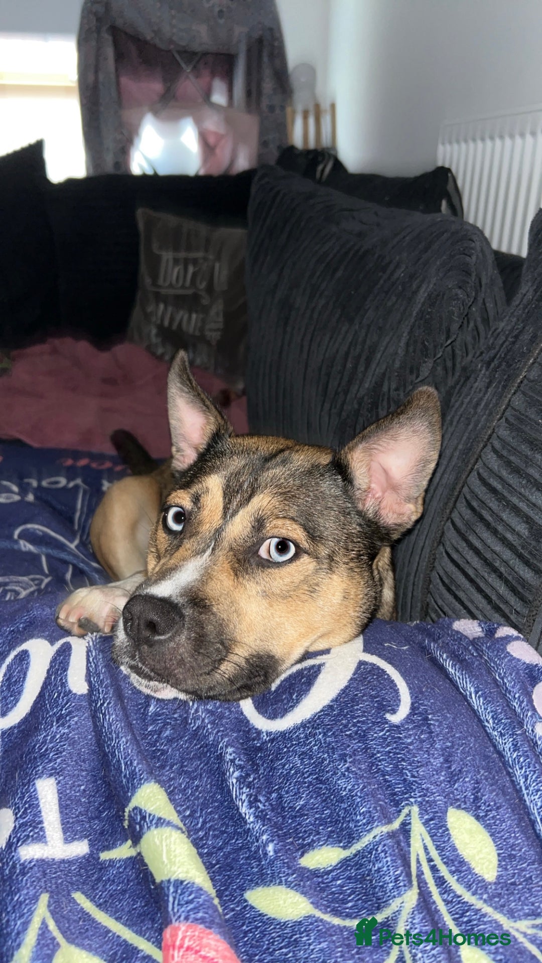 Mixed Breed dogs for sale: Rehome Coco - Image 1