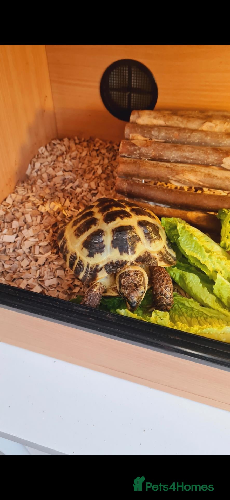 Tortoise reptiles for sale: Tortoise and vivarium  - Advert 1