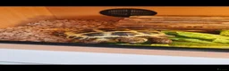 Tortoise reptiles for sale: Tortoise and vivarium  - Advert 1