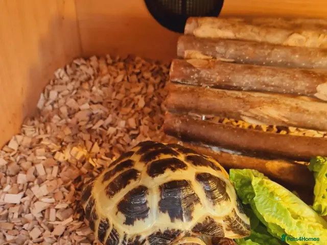 Tortoise reptiles for sale: Tortoise and vivarium - Advert 2
