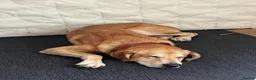 Mixed Breed dogs for sale: Diego - A Gentle Giant with a Giant Heart - Advert 4