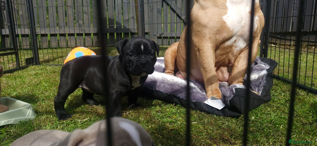 American Bully dogs for sale: 3 female pocket bully's available  - Image 8