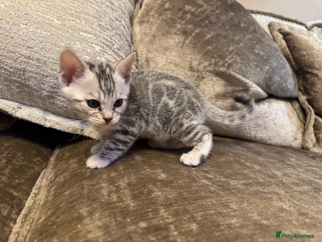 Bengal cats for sale: Exceptional TICA Registered Bengals- Champion Line - Advert 8