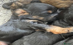 Cockapoo dogs for sale: Taking Genuine Enquired Phantom Female Cockapoo - Image 15