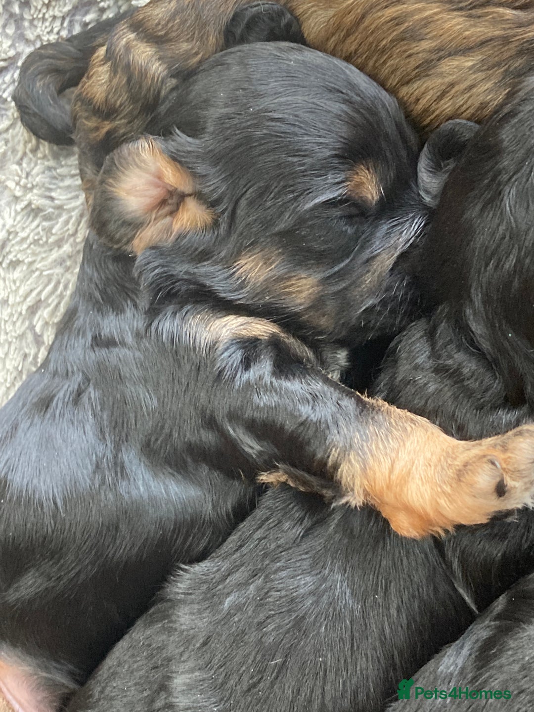 Cockapoo dogs for sale: Taking Genuine Enquired Phantom Female Cockapoo - Image 15