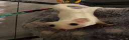 Sugar Glider rodents for sale: Kiwi and Lychee in Leatherhead - Advert 2