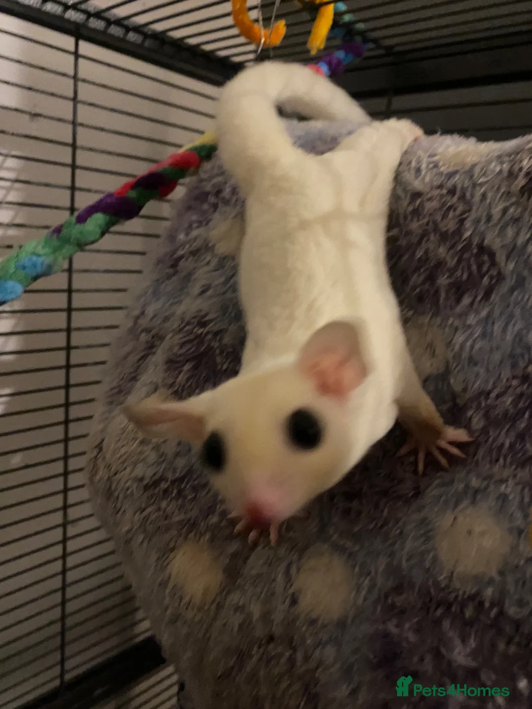 Sugar Glider rodents for sale: Kiwi and Lychee in Leatherhead - Advert 2