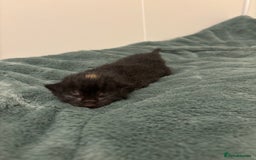 Mixed Breed cats for sale: 5 beautiful kittens - Image 2