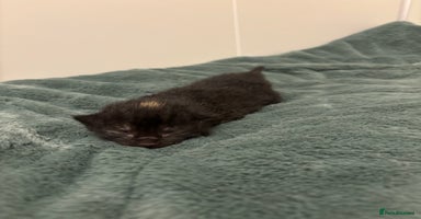 Mixed Breed cats - Advert 3