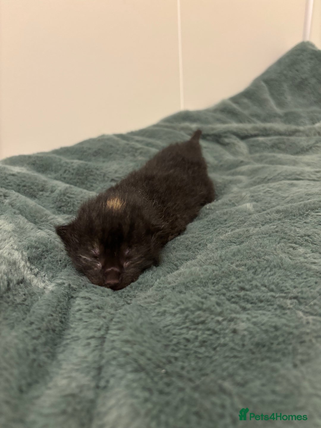 Mixed Breed cats for sale: 5 beautiful kittens - Image 2