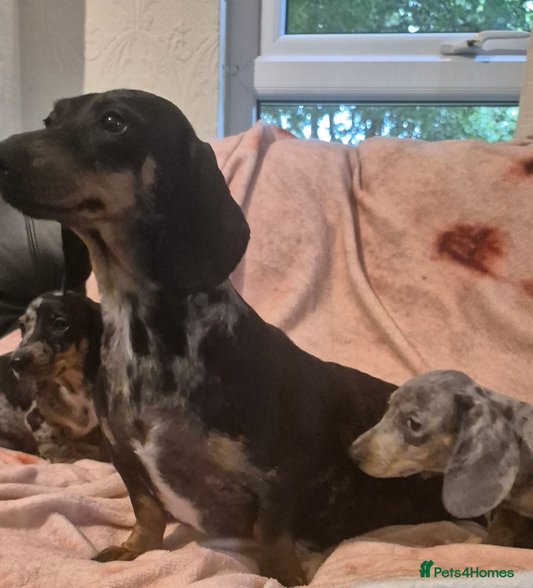 Dachshund dogs Daxhund puppies - Advert 6