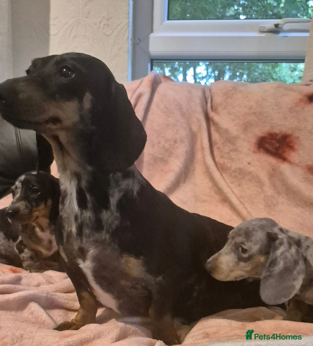 Dachshund dogs for sale: Daxhund puppies - Advert 1
