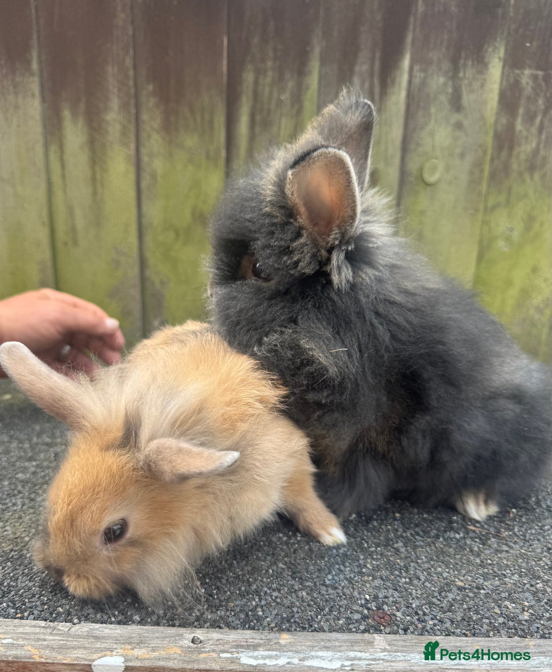 Lionhead rabbits for sale: Lionhead baby rabbits  - Image 2
