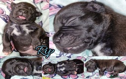 Staffordshire Bull Terrier dogs for sale: Are You Ready To Meet Your New Bestfriend? 🐾 - Image 6