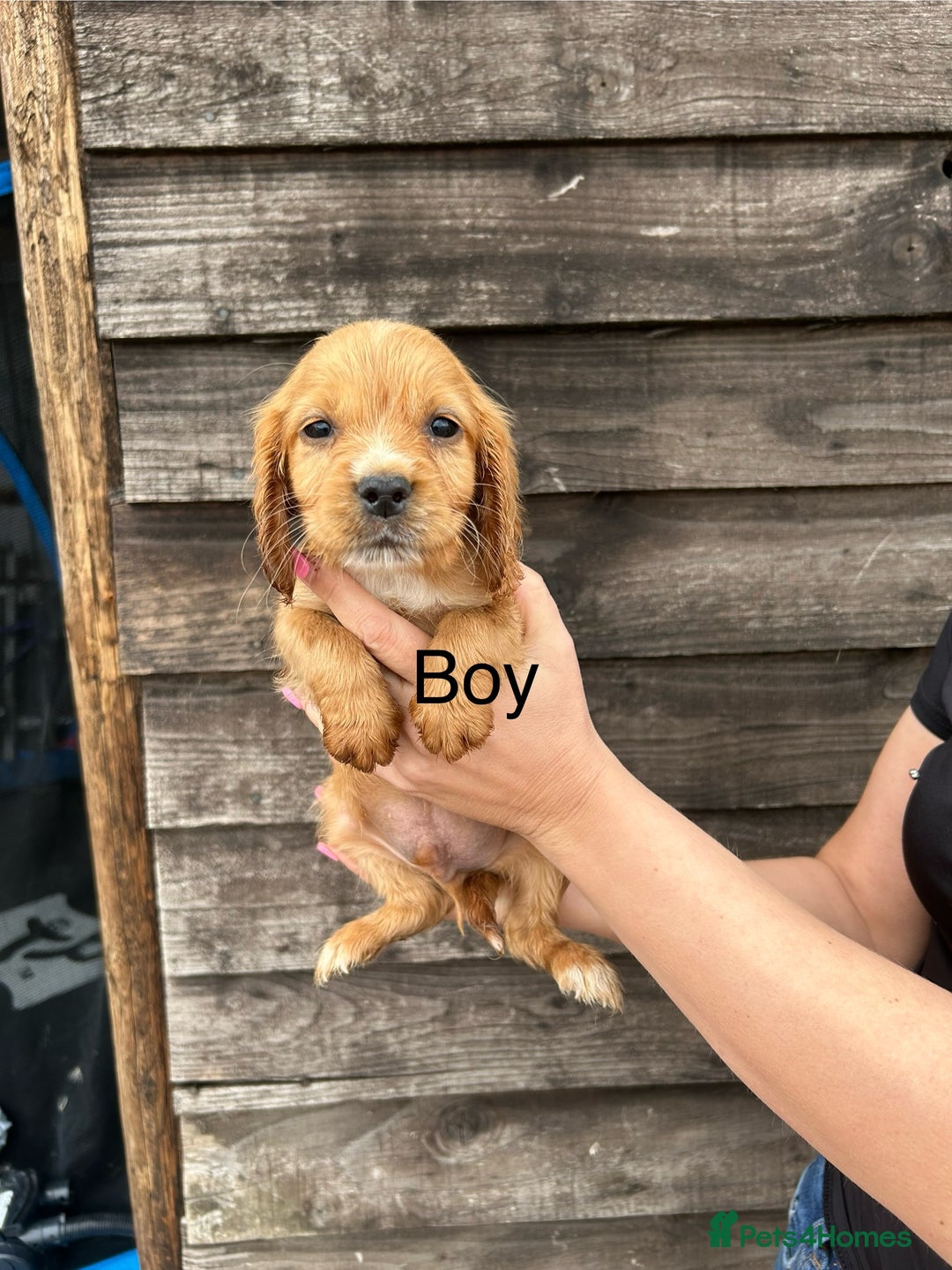 Cocker Spaniel dogs for sale: Cocker spaniel puppies  - Image 4