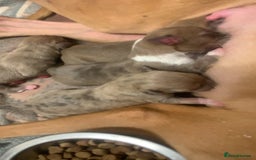 Mixed Breed dogs for sale: Merle Saluki Bull Collie Greyhound - Image 3