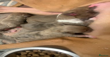 Mixed Breed dogs - Advert 7