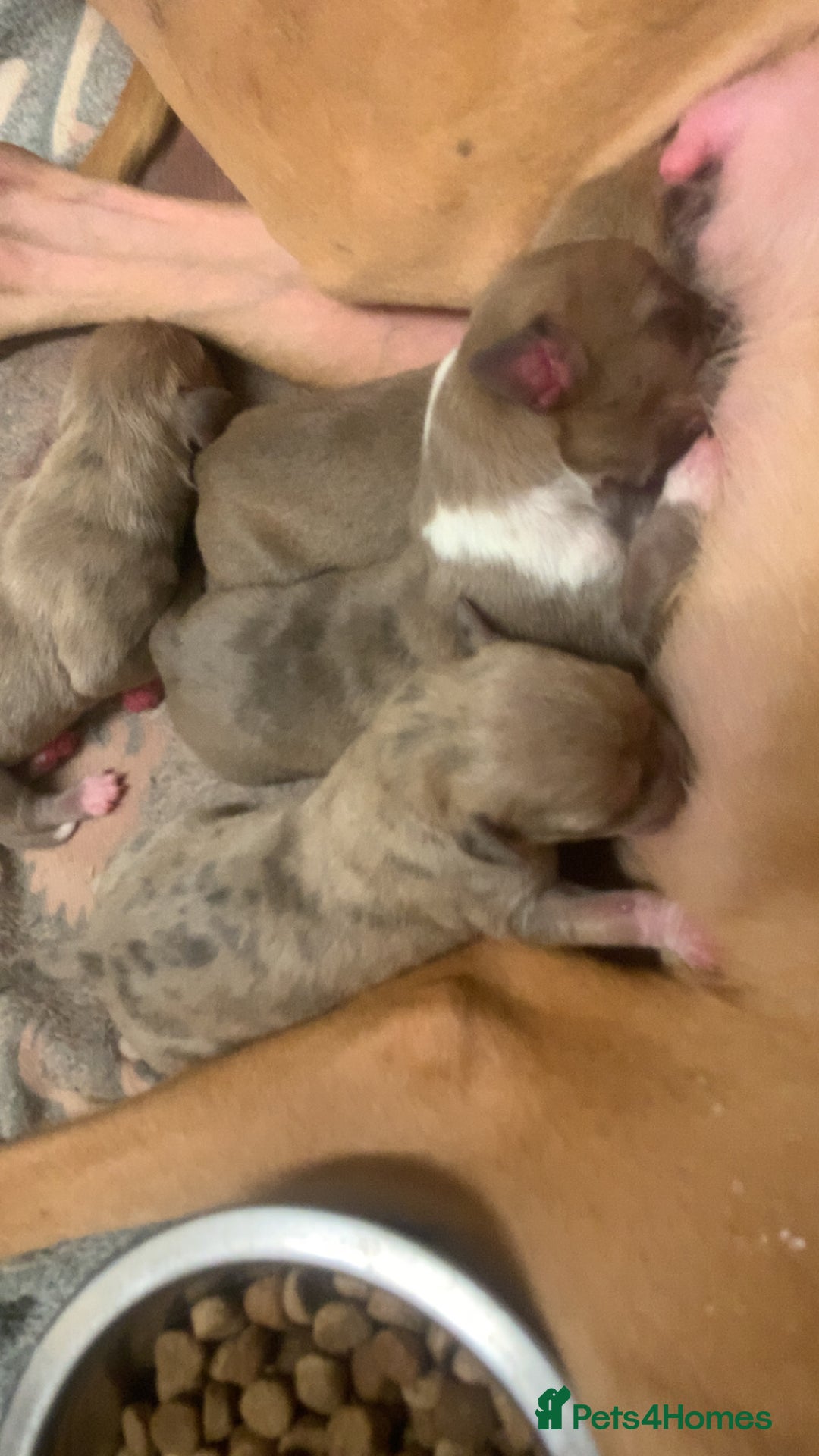 Mixed Breed dogs for sale: Merle Saluki Bull Collie Greyhound - Image 3