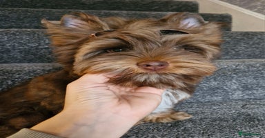 Yorkshire Terrier dogs - Advert 1