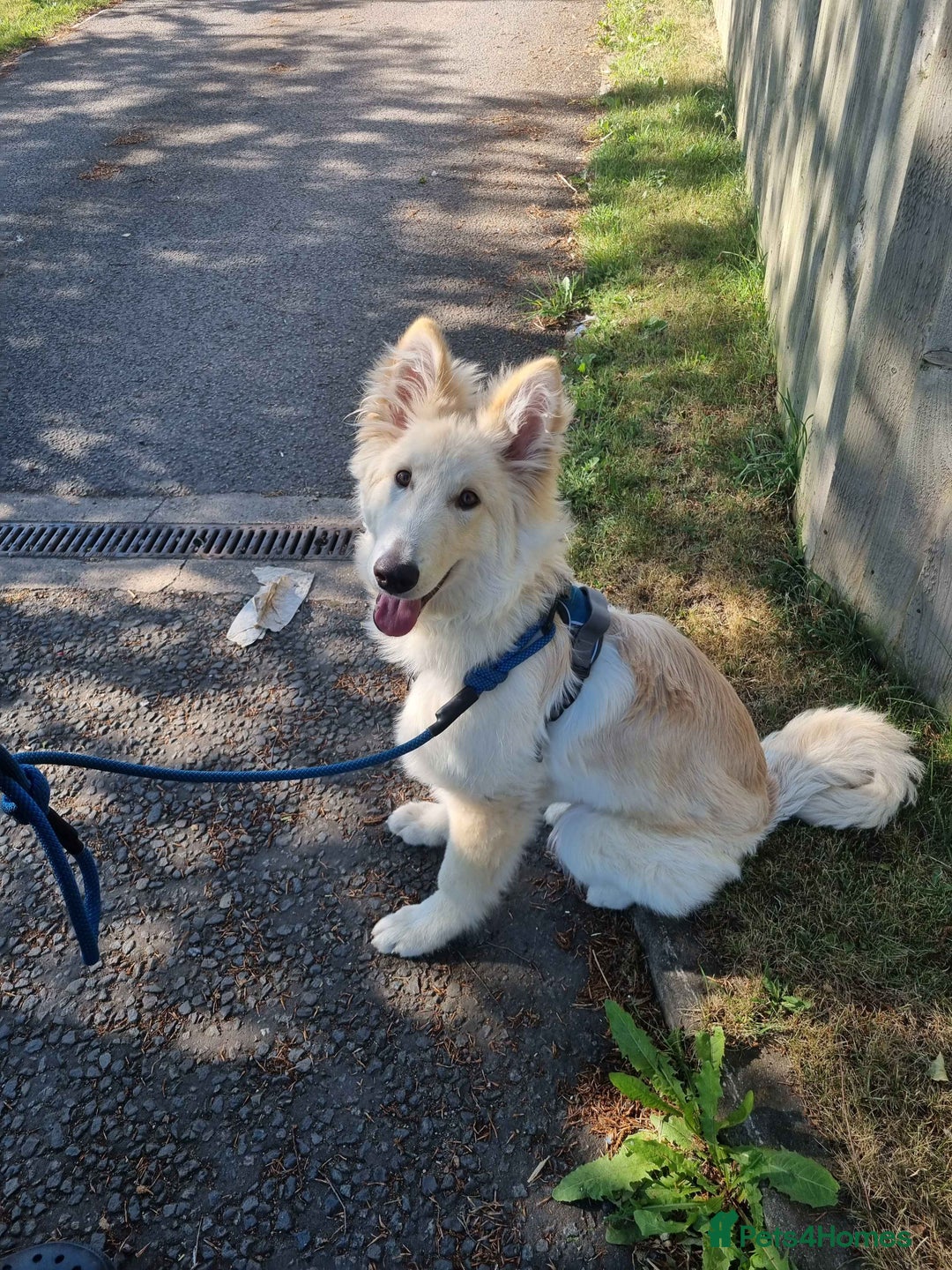 German Shepherd dogs for sale: 9 month white German shepherd  - Image 3