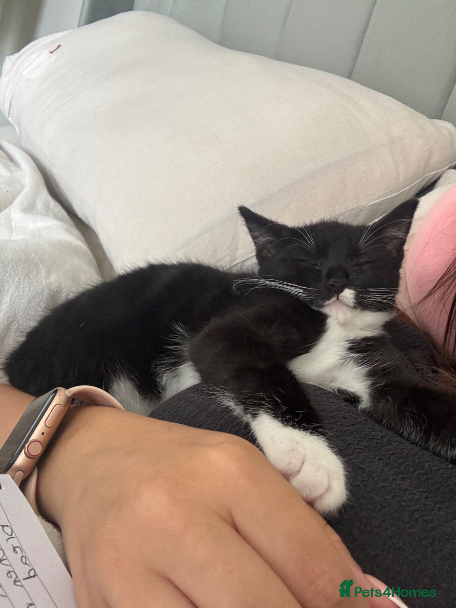 Mixed Breed cats Black and white kitten  - Advert 1
