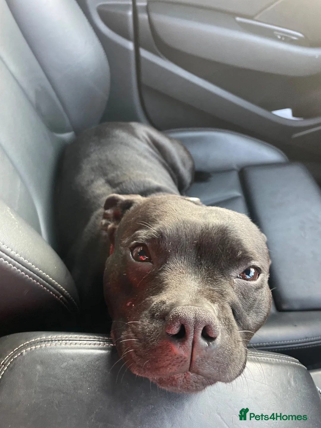 Staffordshire Bull Terrier dogs for sale: Beautiful Black Male Staffordshire Puppies av soon - Advert 2
