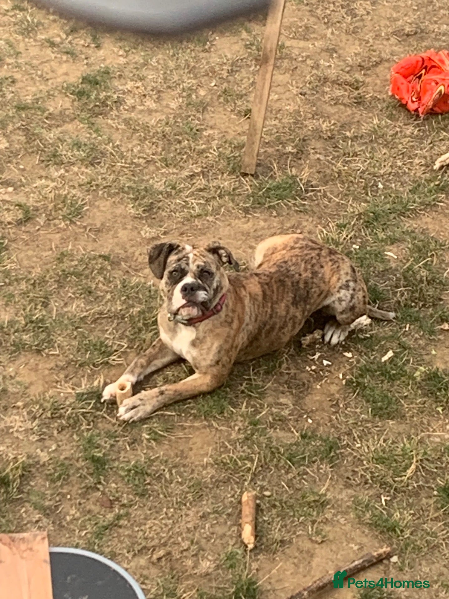 Old Tyme Bulldog dogs Mya NEBBR Registered old thyme bulldog  - Advert 9