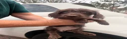 Mixed Breed dogs for sale: Doxiepoos  - Advert 4